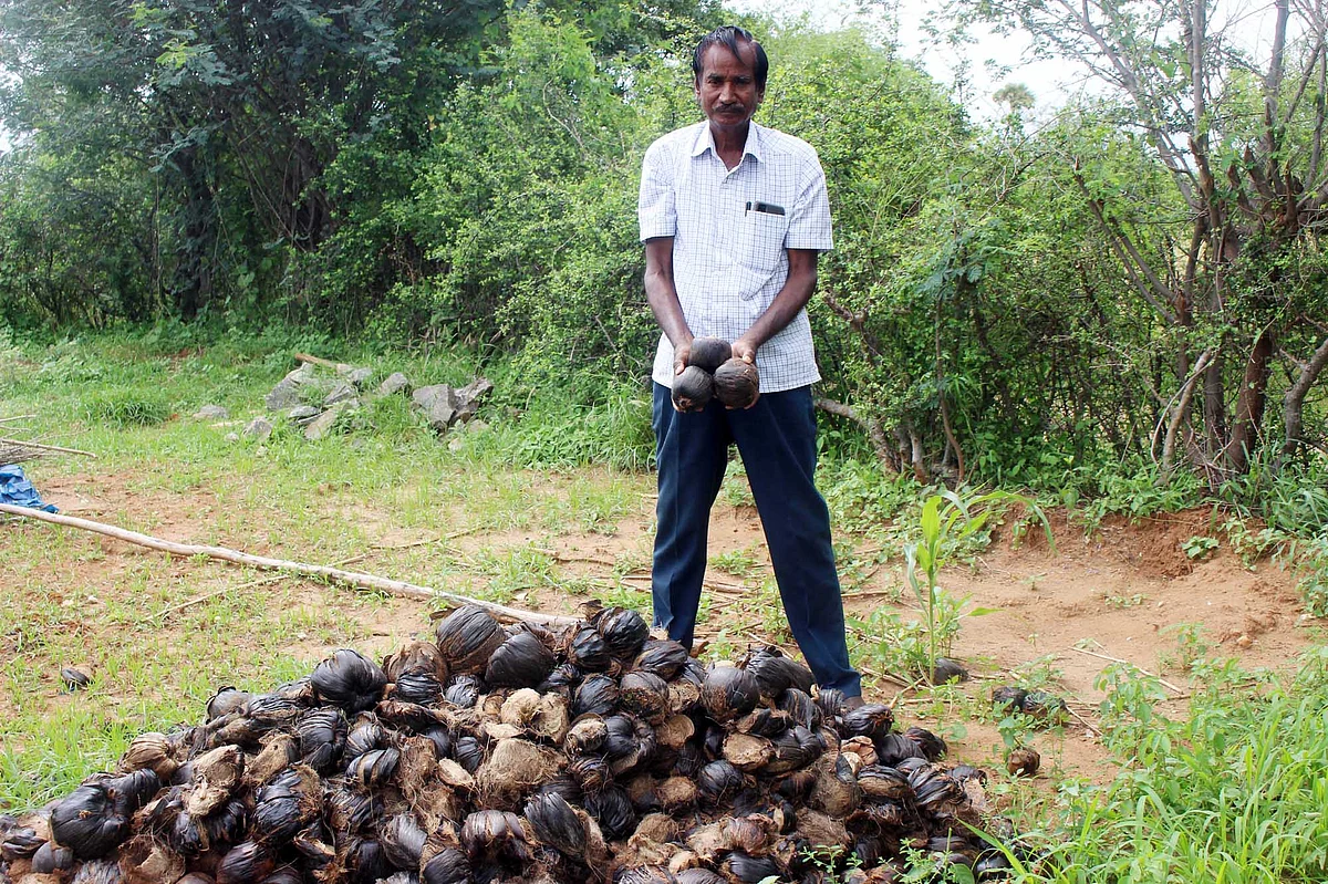பனைவிதைகளோடு மனோகரன்