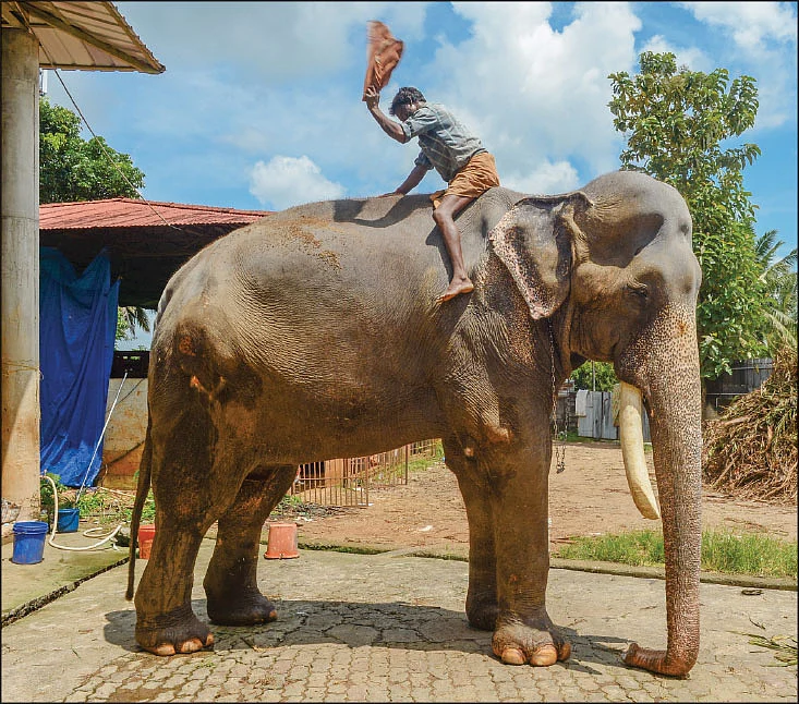 மாஸ் காட்டும் மங்கலம்குன்னு யானைகள்!