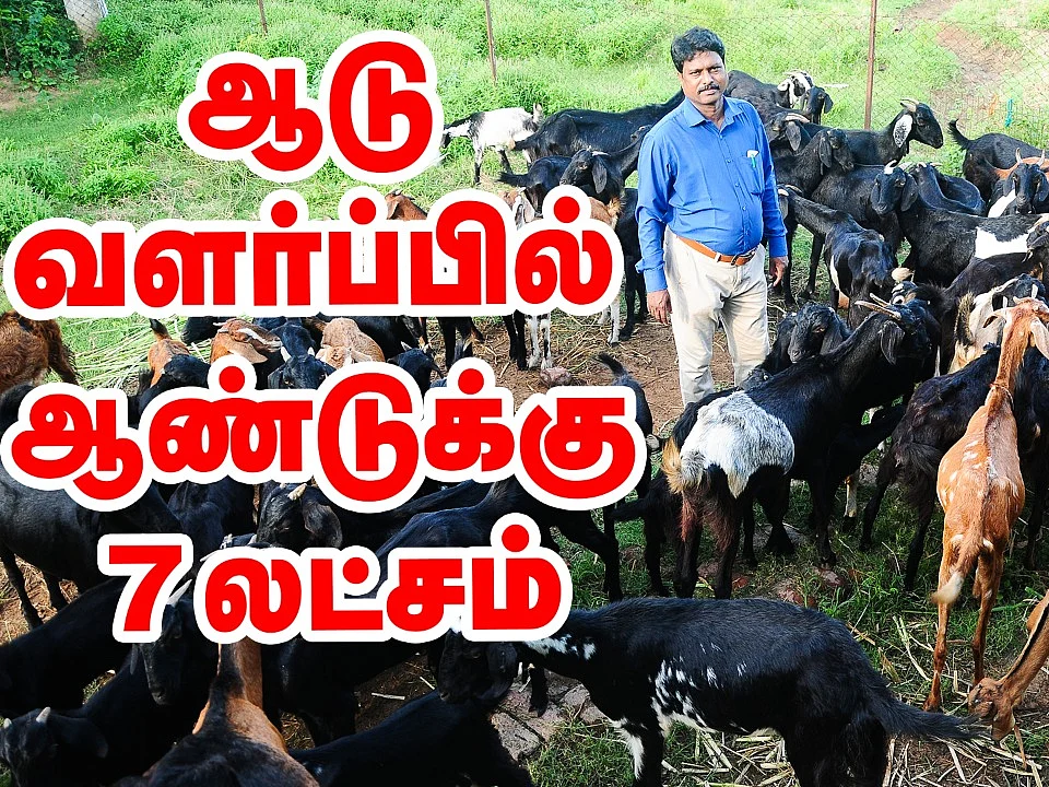 100 ஆடுகளில் ஆண்டுக்கு 7 லட்சம்... ஆடு வளர்ப்பு பற்றிய முழுமையான விளக்கம்! #GoatFarm #Agriculture