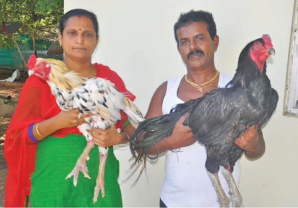 சேவல்களுடன் தாமஸ்