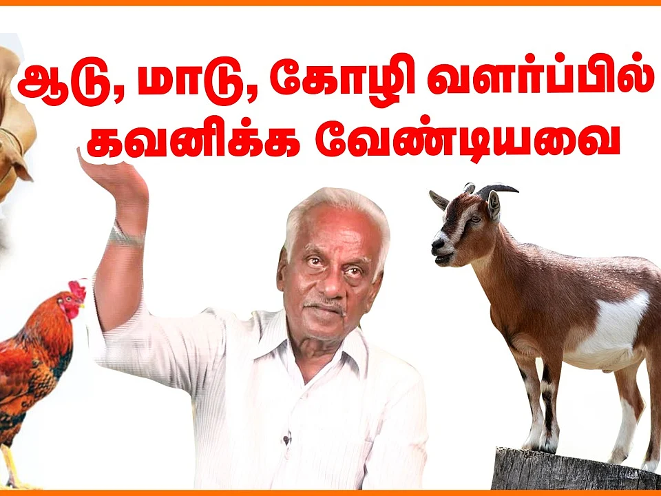 கால்நடை மருத்துவர் காசிபிச்சையின் கால்நடை வளர்ப்பு ஆலோசனைகள்! #CattleFarming #Agriculture