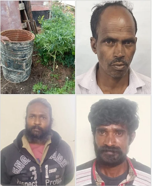 வீட்டில் கஞ்சா வளர்த்ததாகக் கைதானவர்கள்.