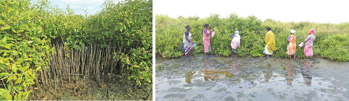 அலையாத்திக் காடுகள், காடுகள் உருவாக்கும் பணி