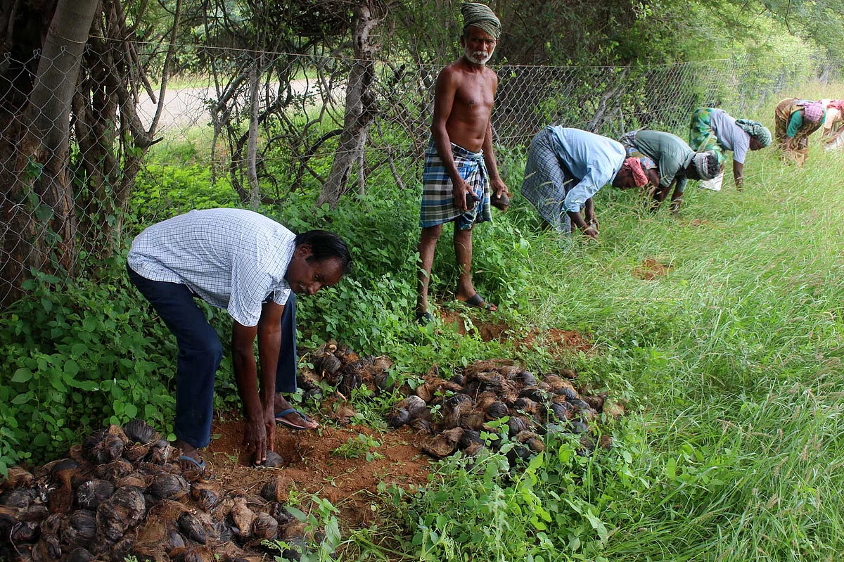 பனை விதைக்கும் மனோகரன்