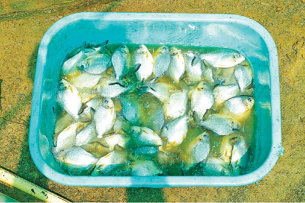 ஏரி வெளவால்