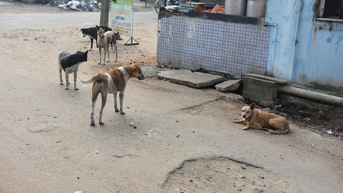 நாய்கள்