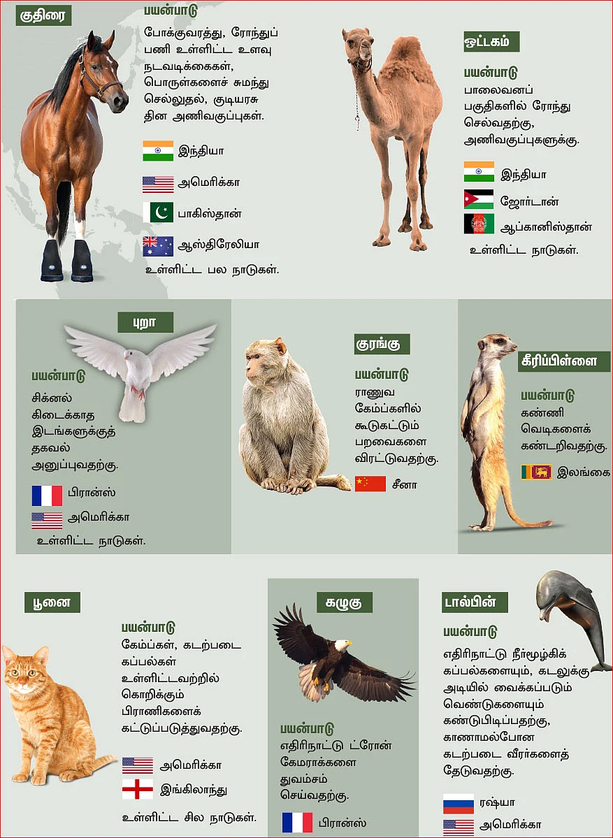 ராணுவ சேவையாற்றும் விலங்குகள்!