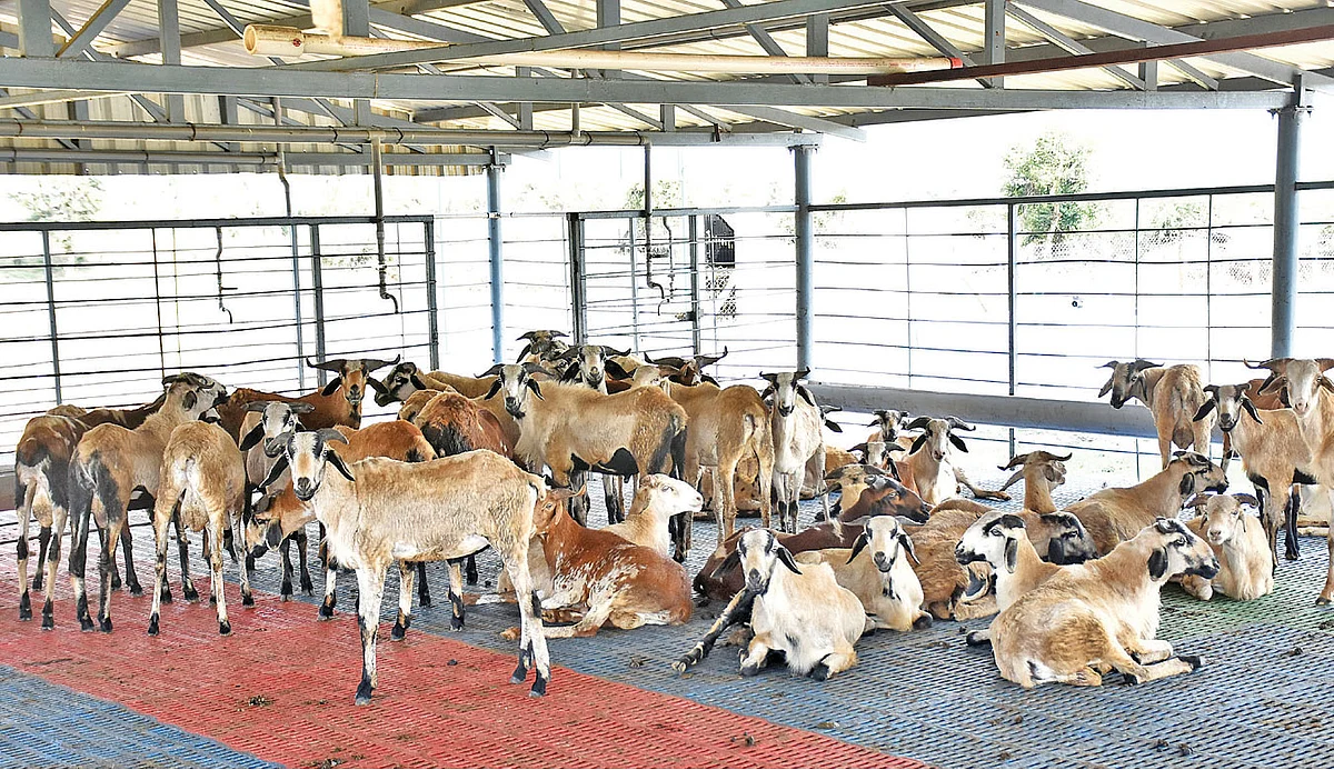 செம்மறியாடுகள்