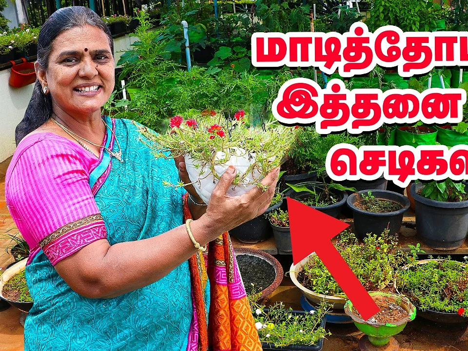 வகை வகையான செடிகள்... பிரம்மாண்டமான மாடித்தோட்டம்! #Video