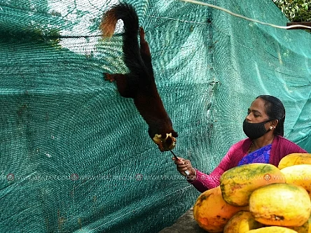 பழ வியாபாரியைத் தினமும் தேடிவரும் 4 மலை அணில்கள்... நீலகிரியில் ஒரு நெகிழ்ச்சி சம்பவம்!