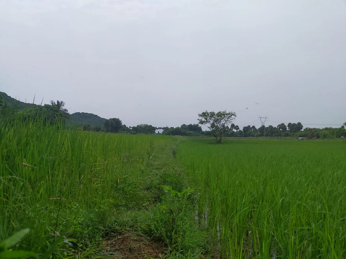 எடமிச்சி ஏரியைச் சார்ந்துள்ள விவசாய நிலங்கள்