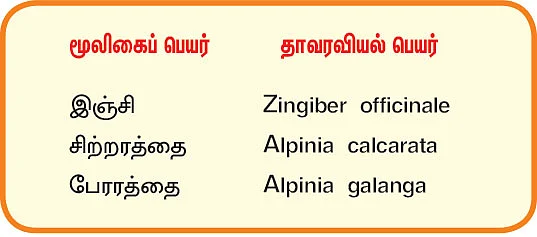 நல்மருந்து 2.0 - அனைத்து நோய்களையும் விஞ்சும் இஞ்சி! - தொண்டைச் சதையைக் கரைக்கும் அரத்தை!