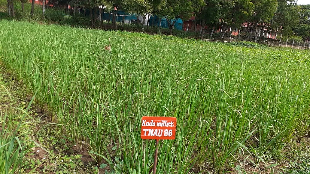 வரகு பயிர்