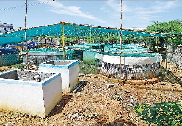 3,200 சதுர அடி... ஆண்டுக்கு ரூ. 3 லட்சம்! - பயோ பிளாக் முறை மீன் வளர்ப்பு!