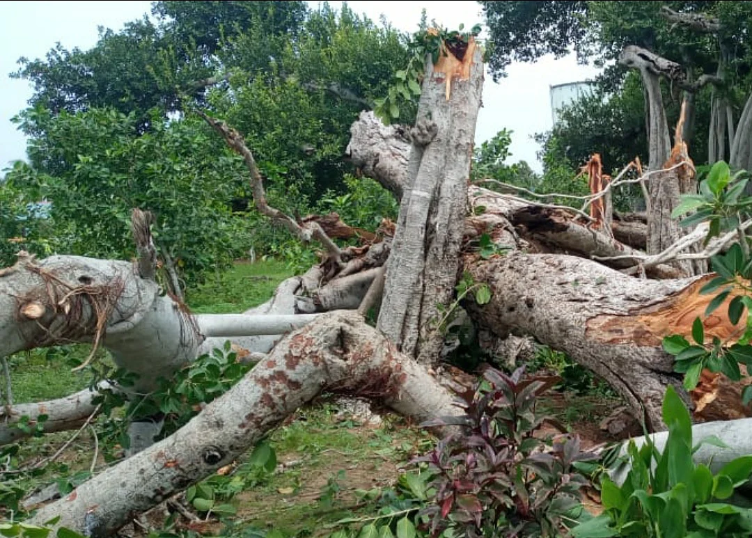 கீழே சாய்ந்த ஆலமரம்