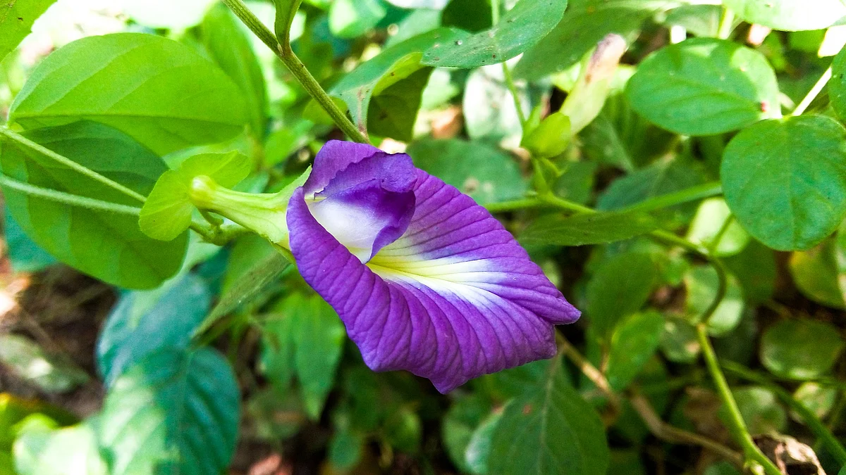 பூக்கள்