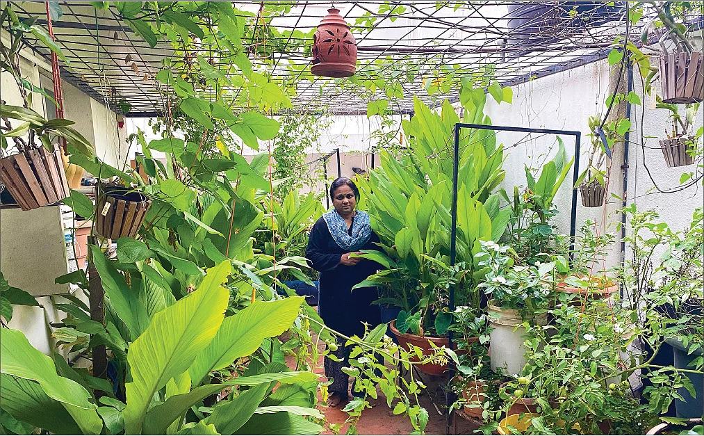 தெருக்குப்பையே உரம்... பூத்துக்குலுங்குது தினம்! - ப்ரீத்தியின் அசத்தல் மாடித்தோட்டம்