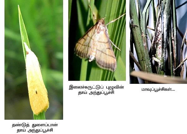பூச்சிகள்