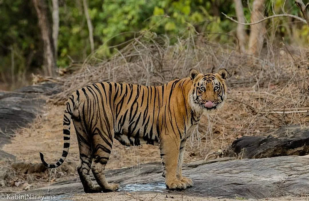 புலி