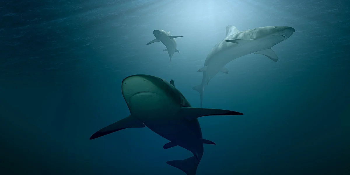 Sharks, சுறாக்கள்