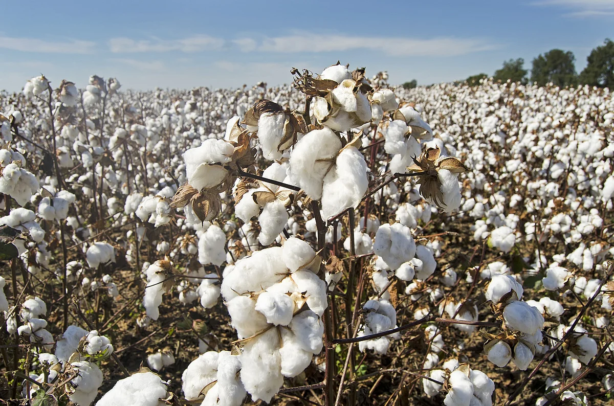 Cotton Field