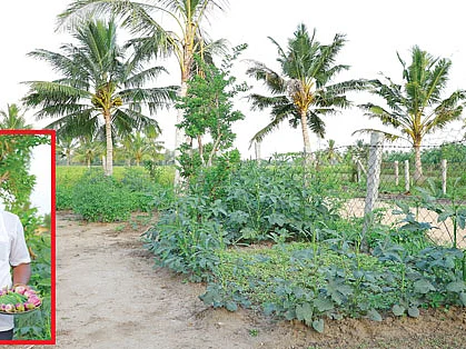 அரை ஏக்கர்... மாதம் ரூ. 10,000 - வெகுமதி கொடுக்கும் புழக்கடை தோட்டம்!