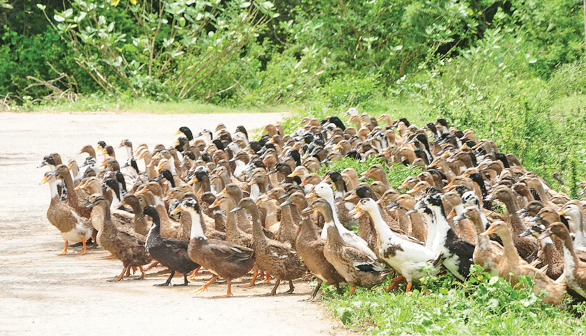 வாத்துகள்