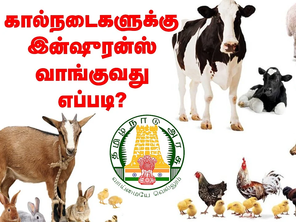 ஆடு, மாடு, கோழிகளுக்கு இன்ஷுரன்ஸ் வாங்குவது எப்படி? #Video