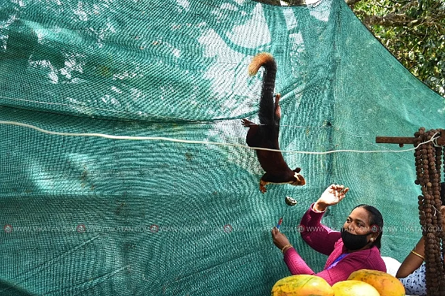 நசீமாவும் மலை அணிலும்