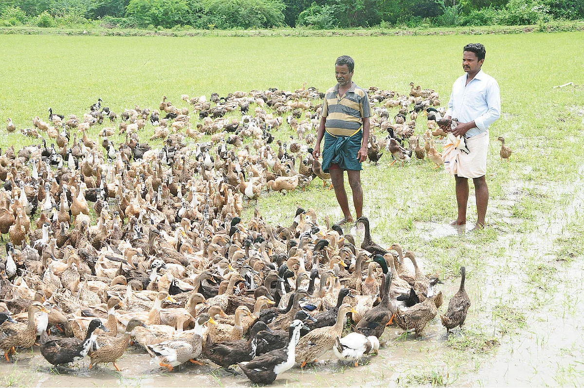 வாத்து மேய்ச்சலில் தந்தையுடன்
