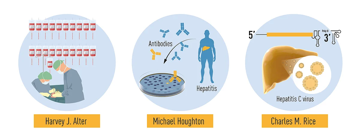 Summary of the discoveries awarded by this year’s Nobel prize