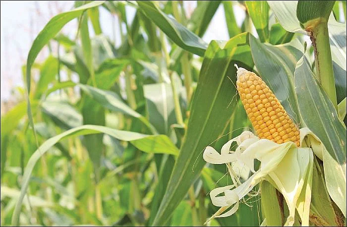 மக்காச்சோளம்