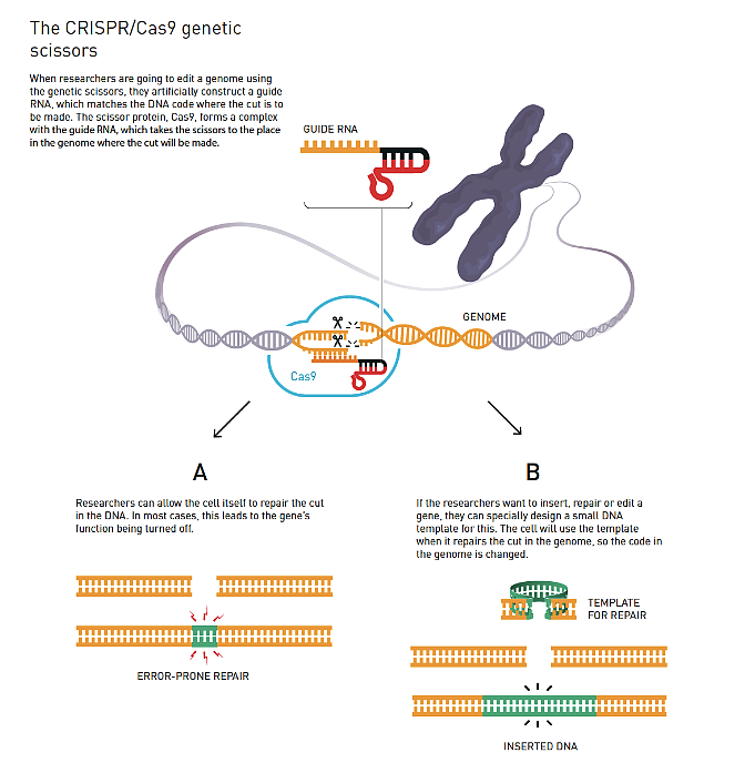 CRISPR/Cas9 மரபணுத் துண்டிப்பான்