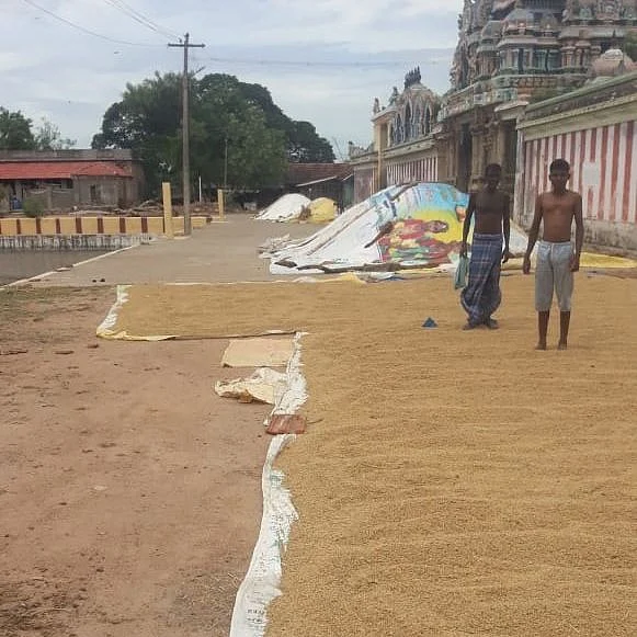 வீதிகளில் நெல்