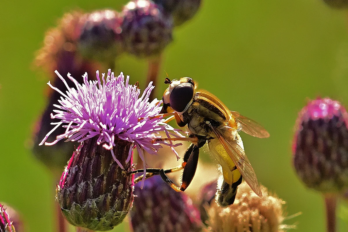 Hoverfly