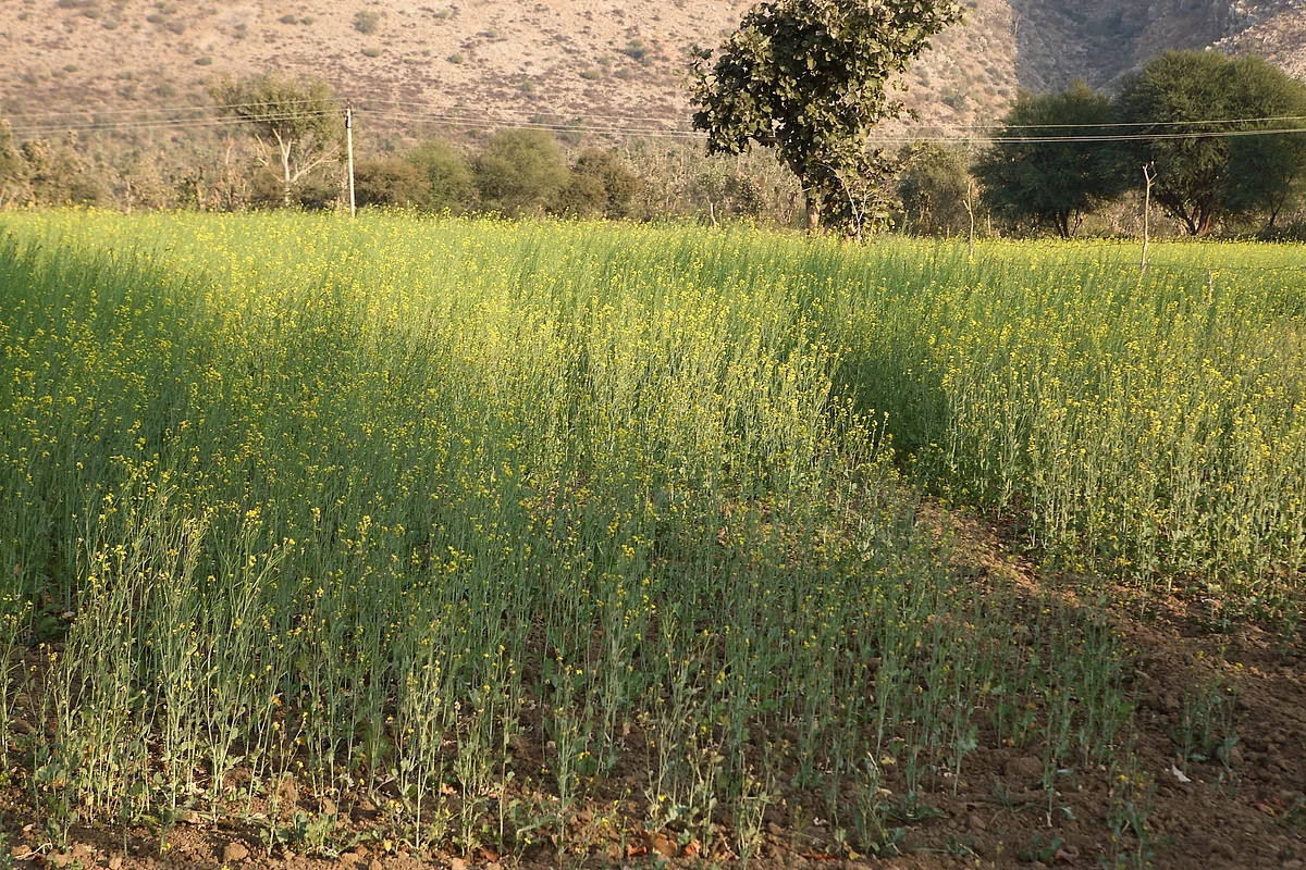 Mustard field