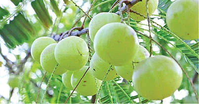 பிரியாணிக்கு ஏற்ற அரிசி ரகம் எது?