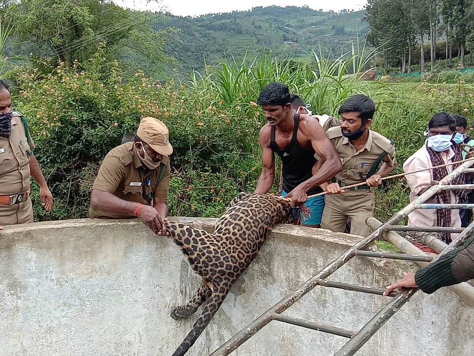 கிணற்றில் சடலமாக மிதந்த சிறுத்தை, நீலகிரியில் தொடரும் சோகம்... தீவிர விசாரணையில் வனத்துறை!
