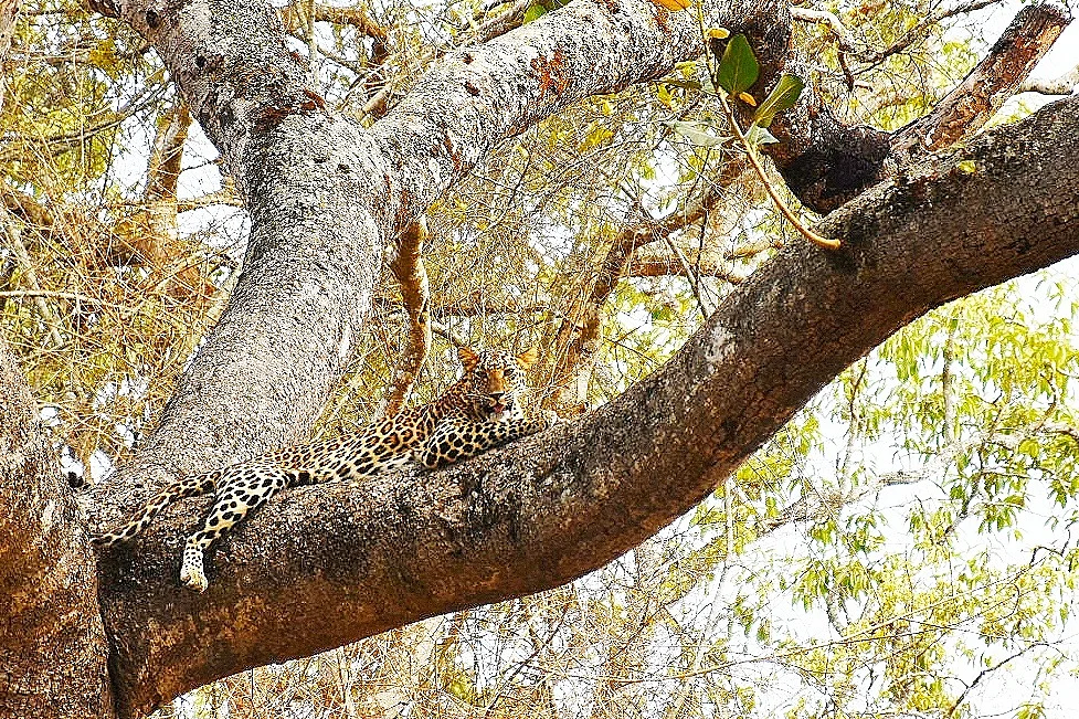 Leopard