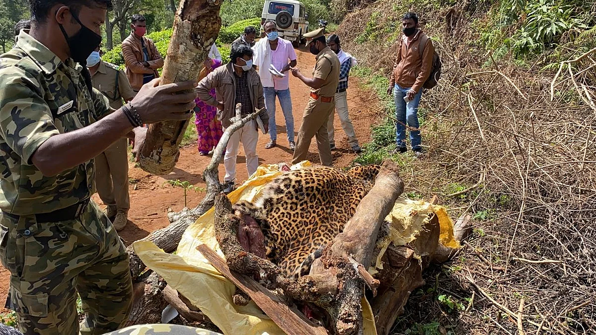 இறந்த சிறுத்தை