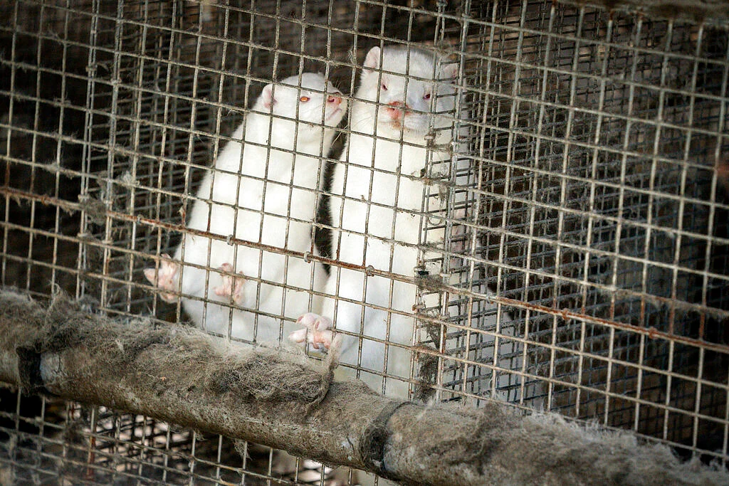 minks in a farm in Gjoel in North Jutland, Denmark