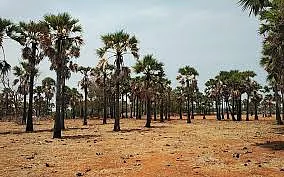 பனை