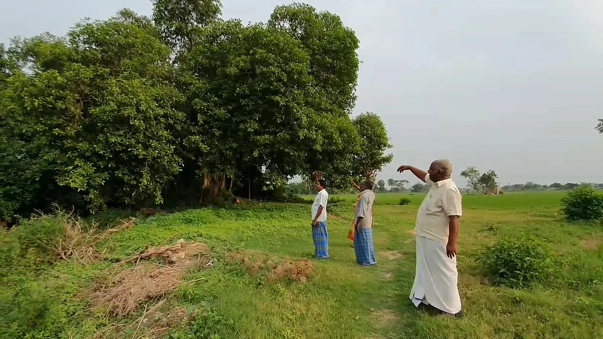 பறவைகள்