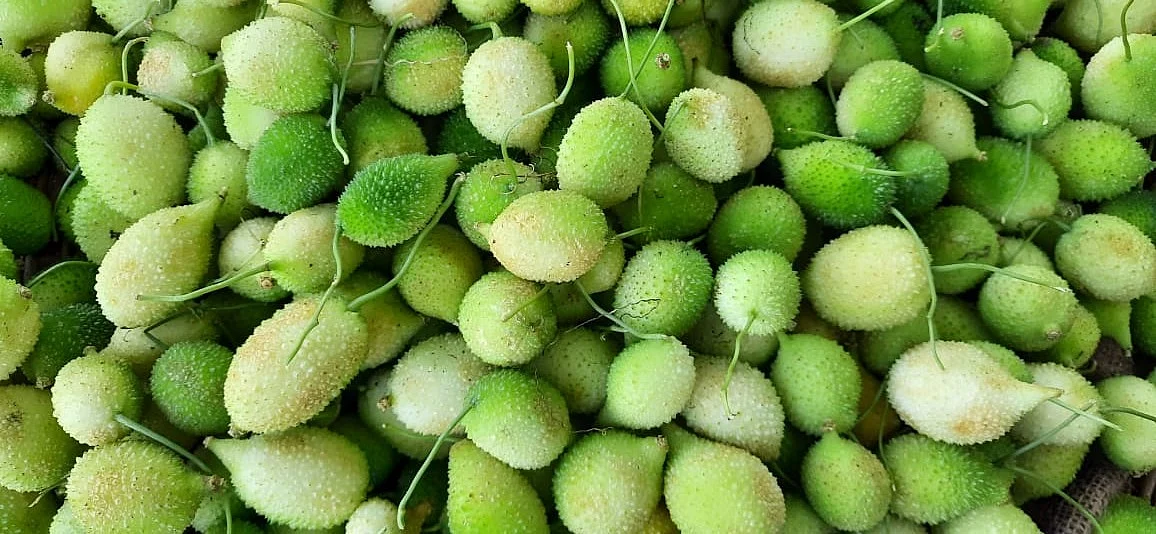 பழுபாகற்காய்