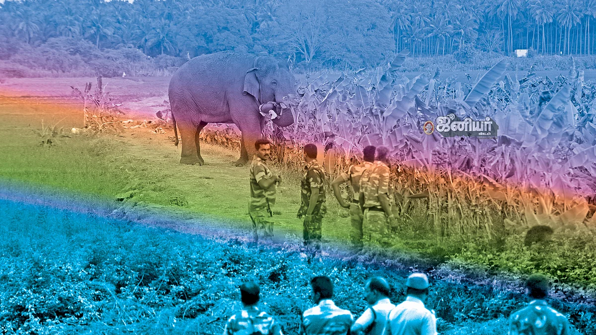யானை