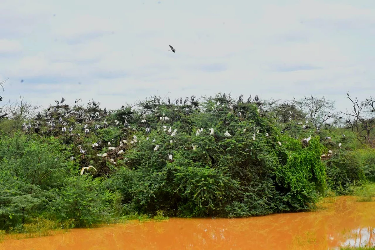 பறவைகள்