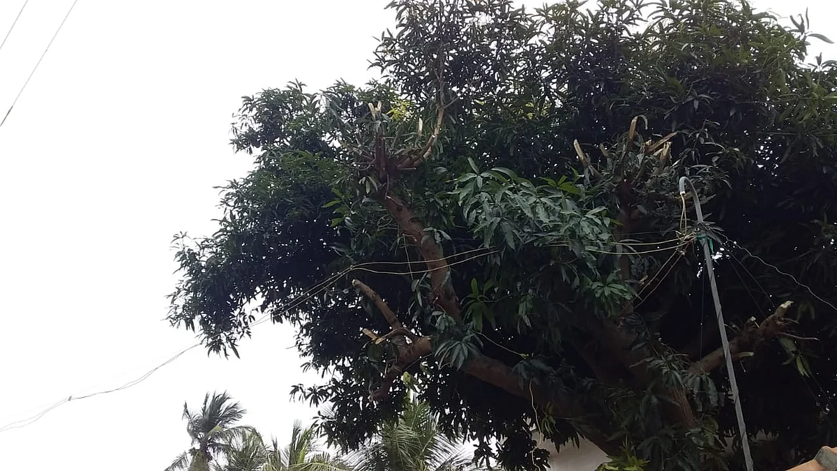 மரம்