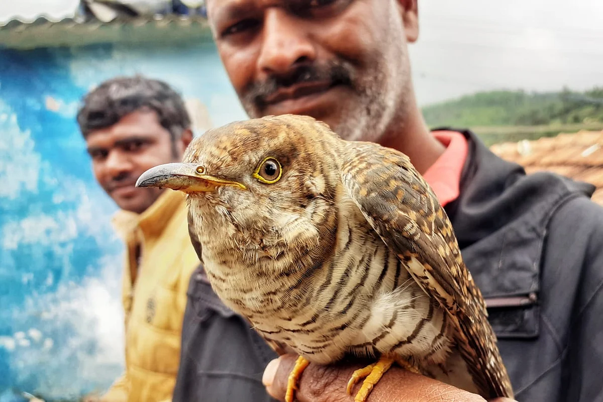 Lesser Cuckoo
