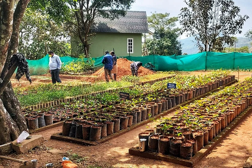 herbal garden