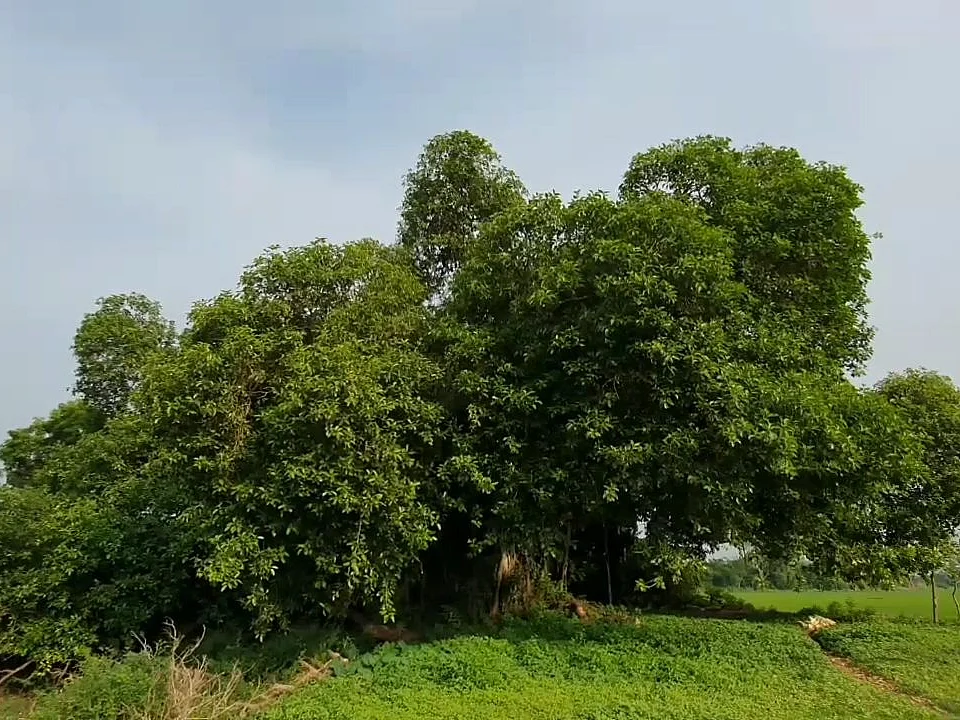 `பறவைகள் பயமில்லாமல் வாழணும்!' - 100 ஆண்டுகளுக்கும் மேல் வெடிச்சத்தம் இல்லாத கிராமம்